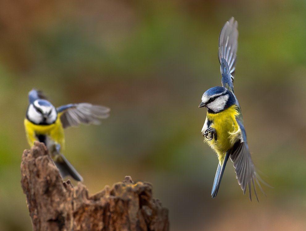 Blue Tit 1c R3 EF300 2 8 LP crop.jpg