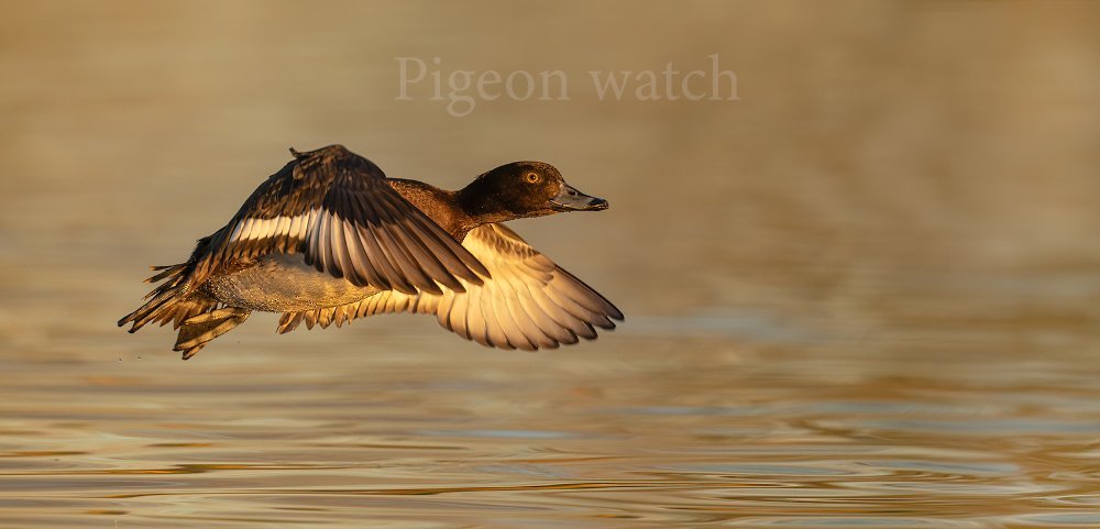 Female Tufted Duck 1b R ii RF600 1 4 tc LP PW 1.jpg