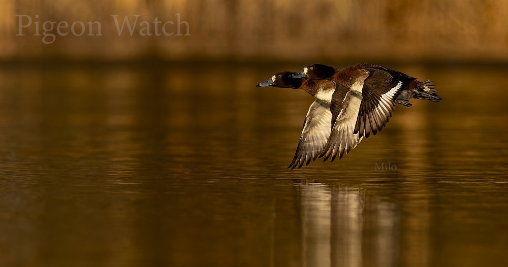 Female Tufted Duck 1c R ii RF600 1 4 tc LP PW Crop.jpg