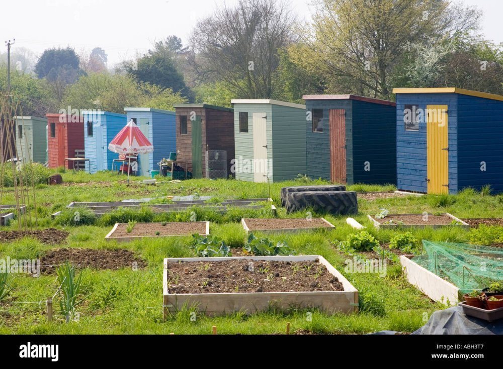 long-row-of-colourful-sheds-at-the-allotment-gardens-at-walsham-le-ABH3T7.jpg.ca8b198904a6c16921e87ee471d3b988.jpg