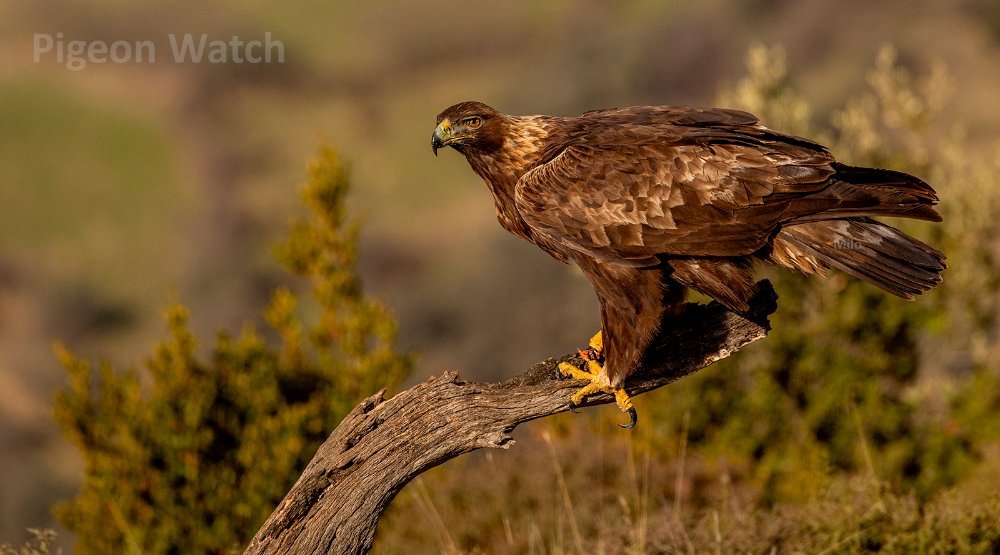 Golden Eagle Spain LP2b crop PW.jpg