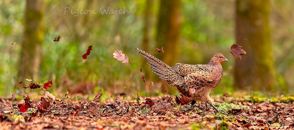 Hen Pheasant  Landing Running R3 RF 70 x 200 LP crop PW.jpg