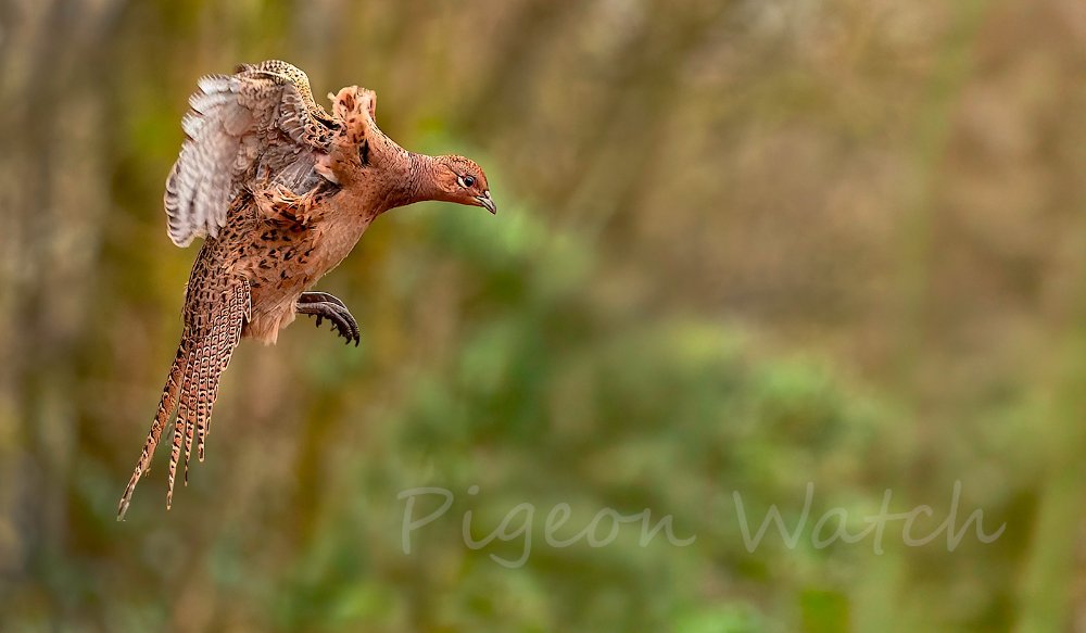 Hen Pheasant BiF 1b R3 EF300 2 8   LP crop PW.jpg