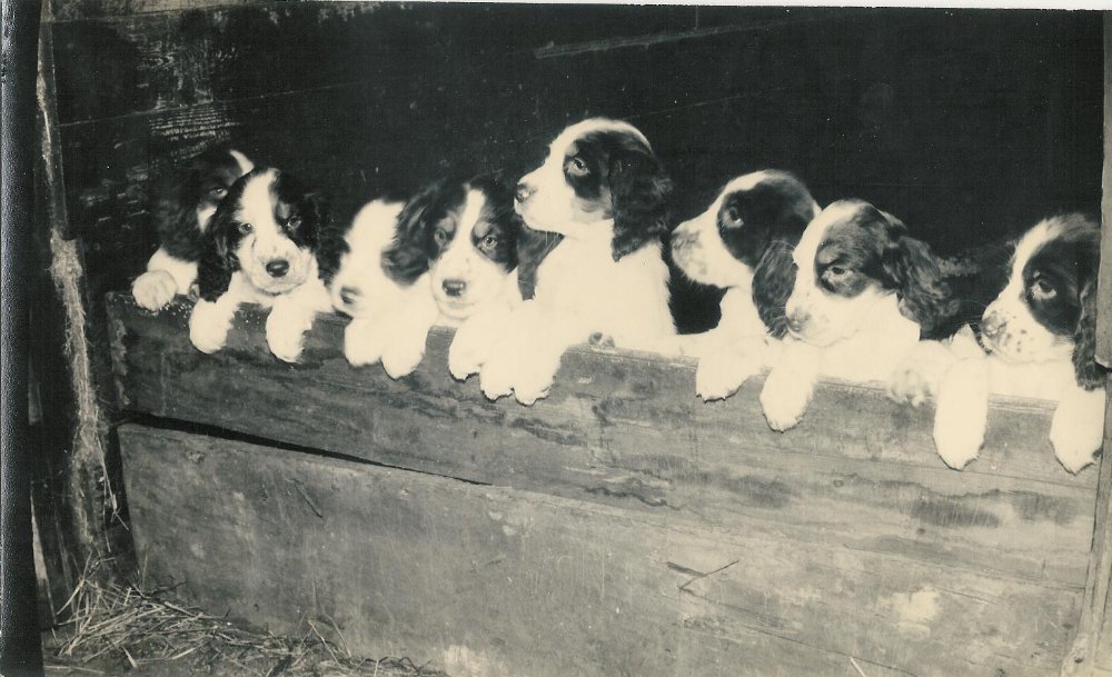 Puppies.jpg.dd7ec5a0c90ee28cf282b4eff204f746.jpg