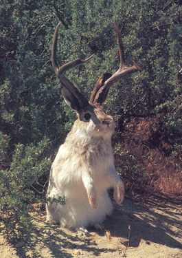 Jackalope Sporting Pictures Pigeon Watch Forums
