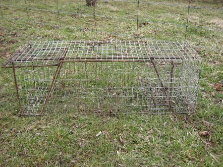 live fox trap - Craft and DIY Section - Pigeon Watch Forums