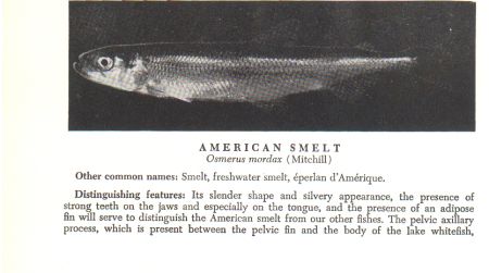 smelt.jpg